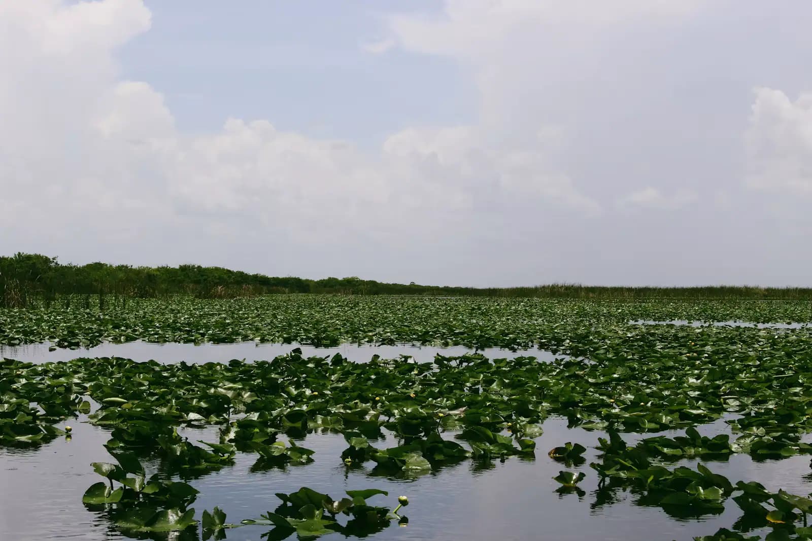 Open sawgrass marsh and still shallow water stretching to a low flat horizon
