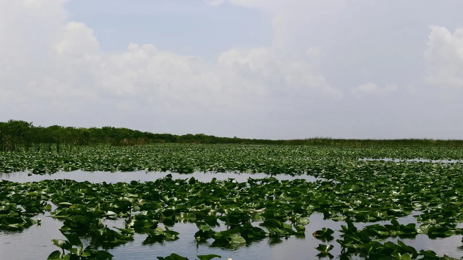 Open sawgrass marsh and still shallow water stretching to a low horizon