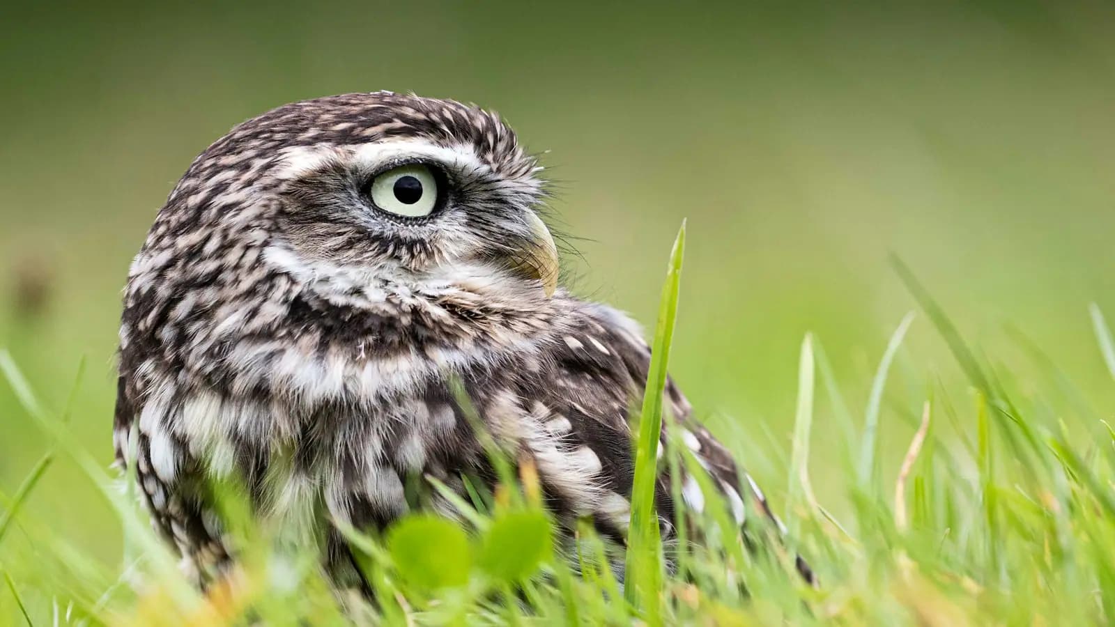 A small owl at ground level looking out from short grass