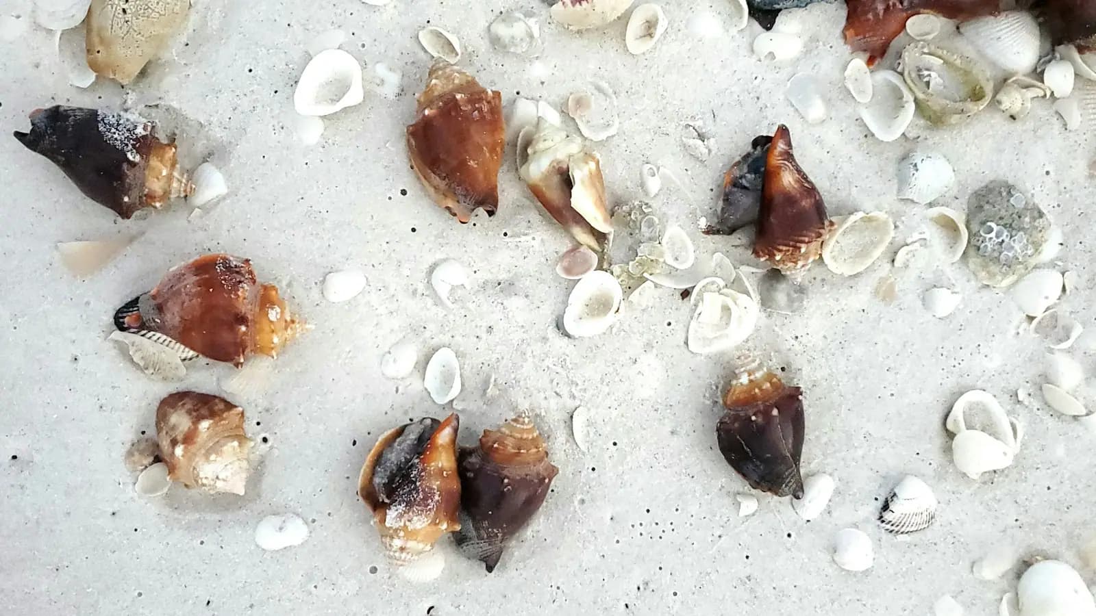 Brown conch shells and small bivalves scattered across white sand at the tide line