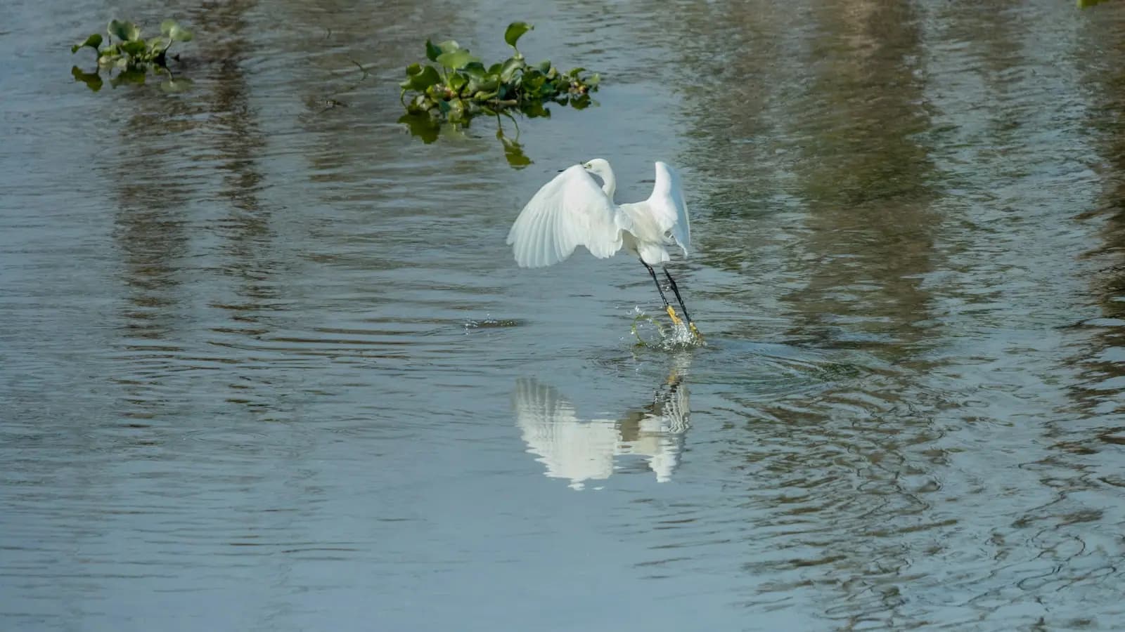 A great egret lifting off the surface of shallow water with its wings spread