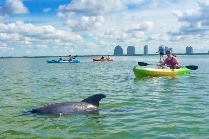 Dolphins are frequently seen during our tours