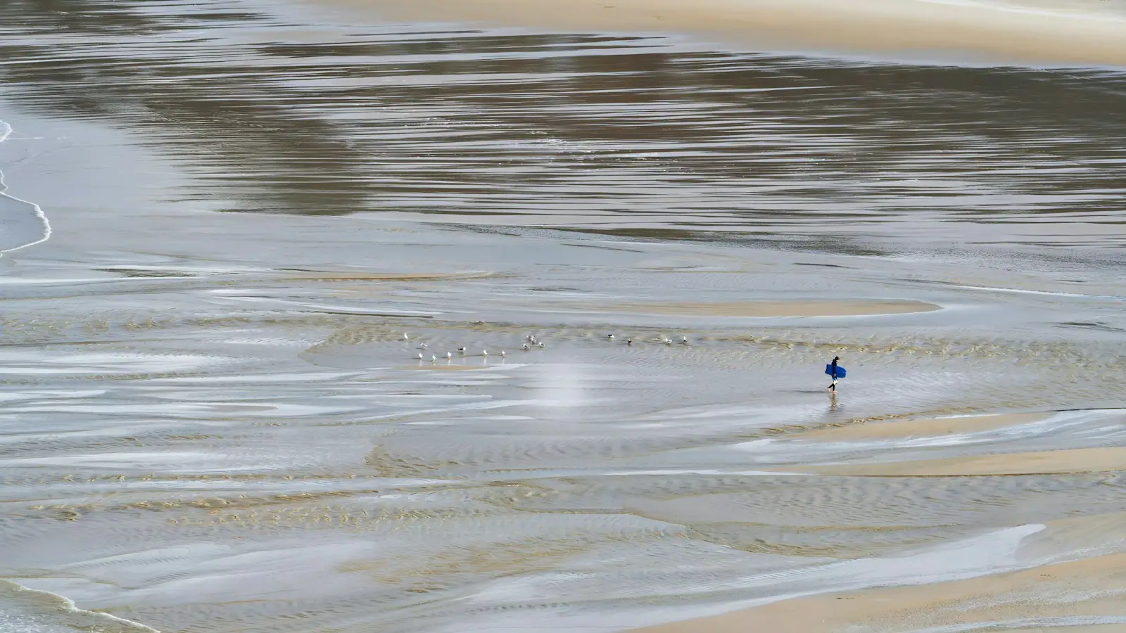 Small shorebirds feeding on a wide, shallow tidal flat under a thin film of water