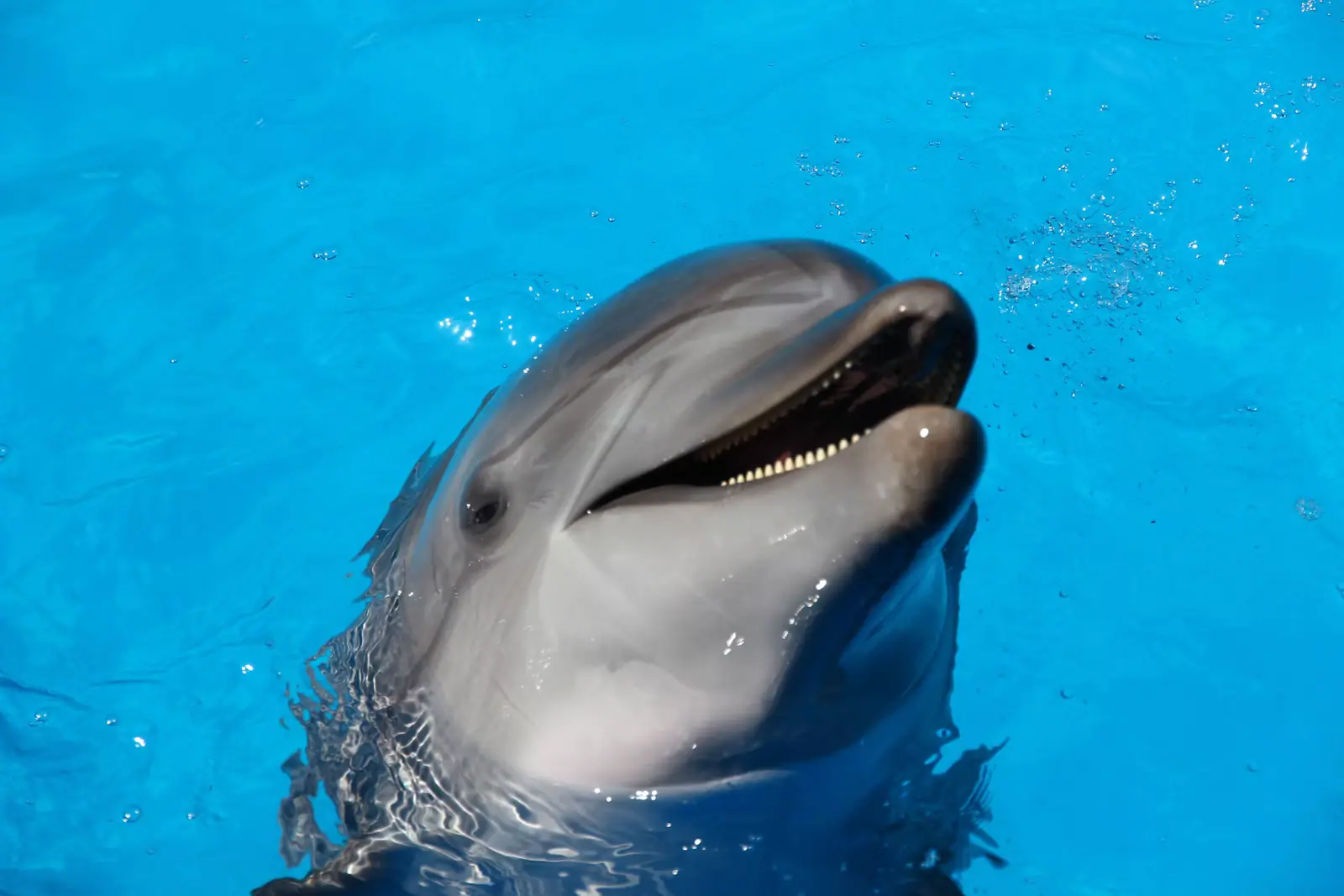 A bottlenose dolphin surfacing in open water on a bright day