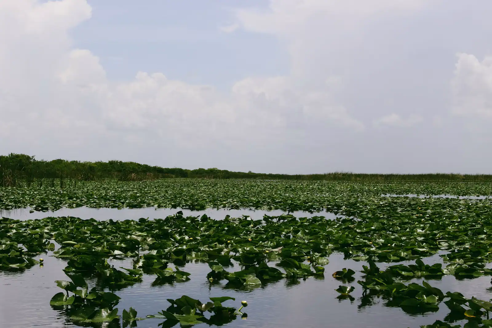 Open sawgrass marsh and still shallow water stretching to a low flat horizon