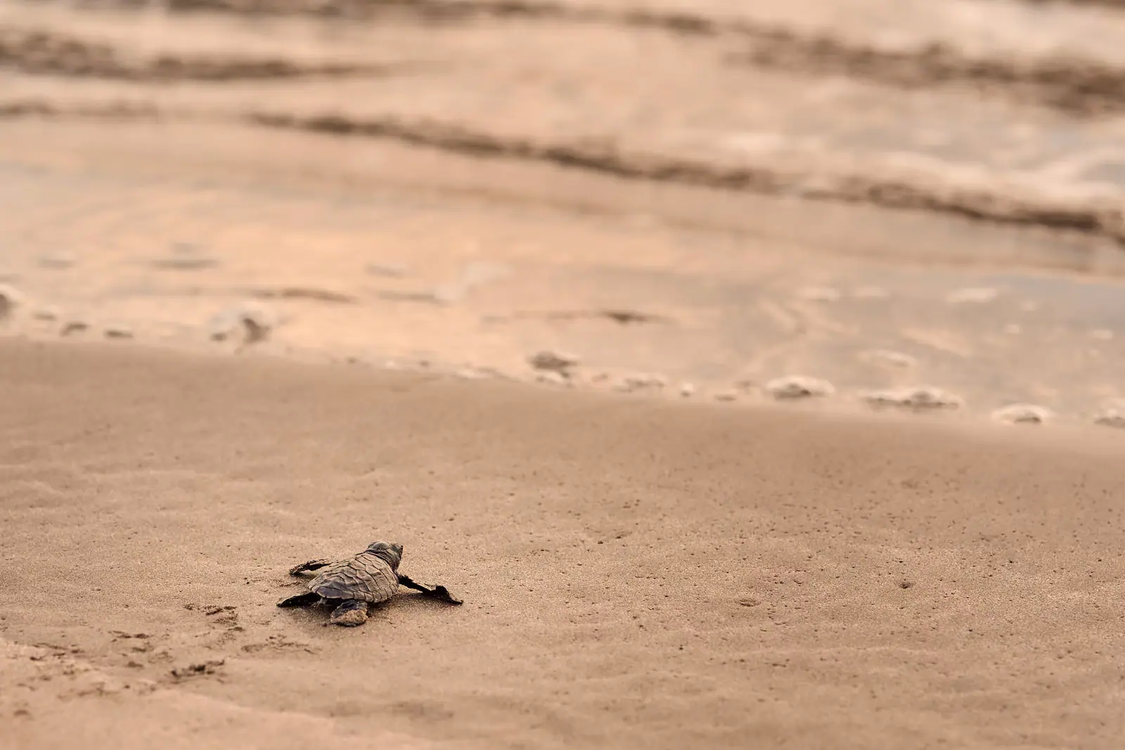 A single sea turtle hatchling crossing rippled sand towards the water