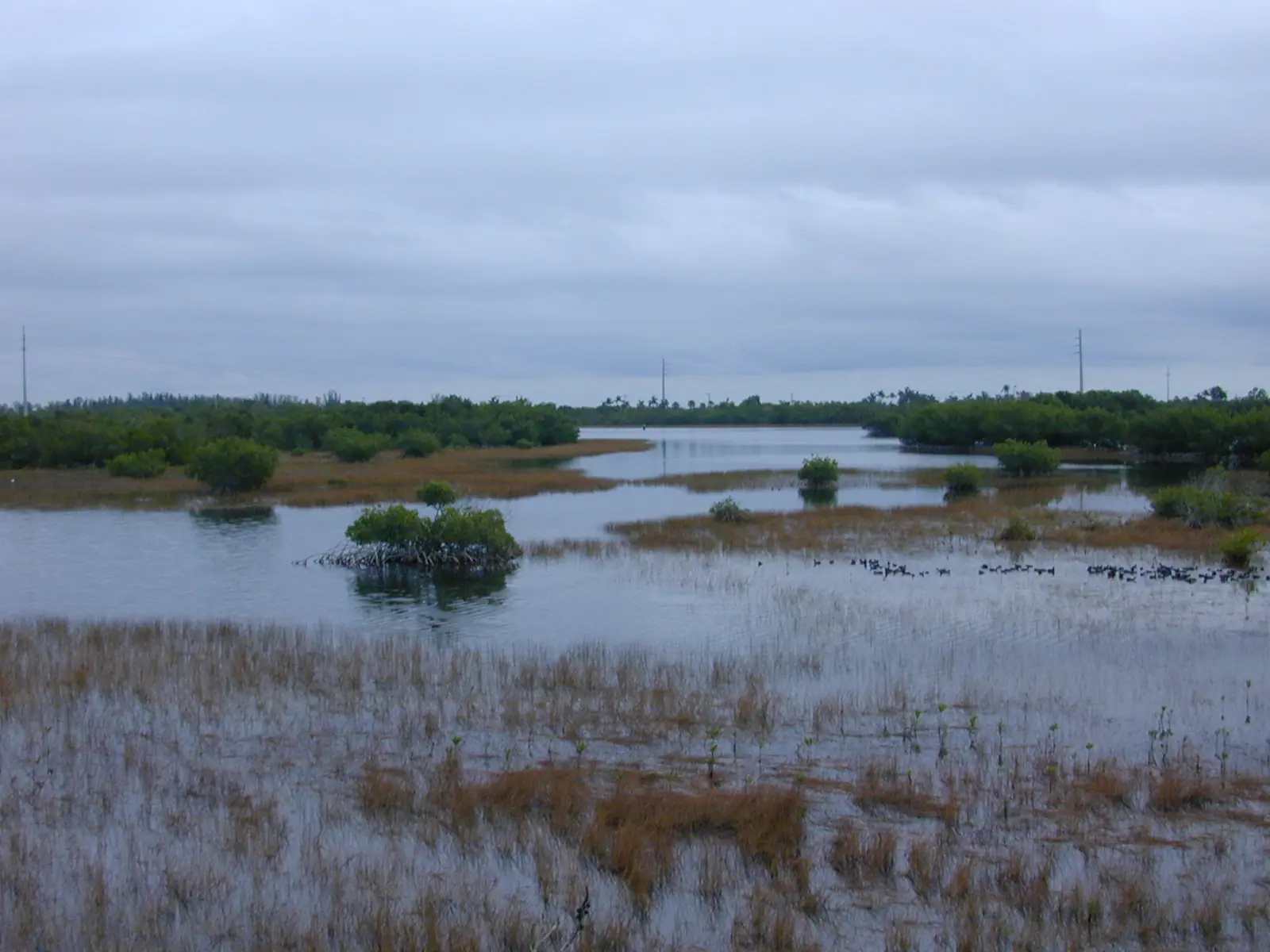 Brackish shallows and low mangrove islands at Rookery Bay, with wading birds on the far bank