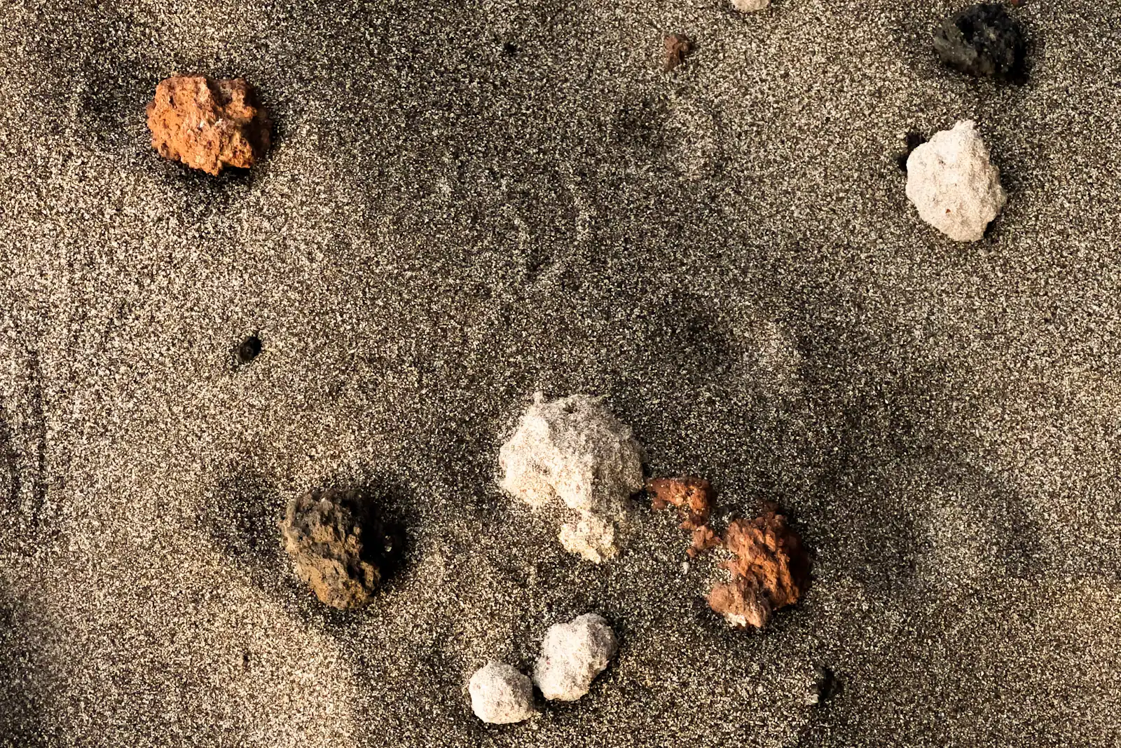 Small shells and broken fragments scattered across damp sand at the tide line