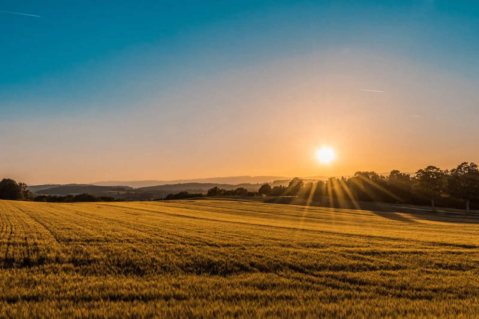 Low evening sun across a wide expanse of tall golden marsh grass
