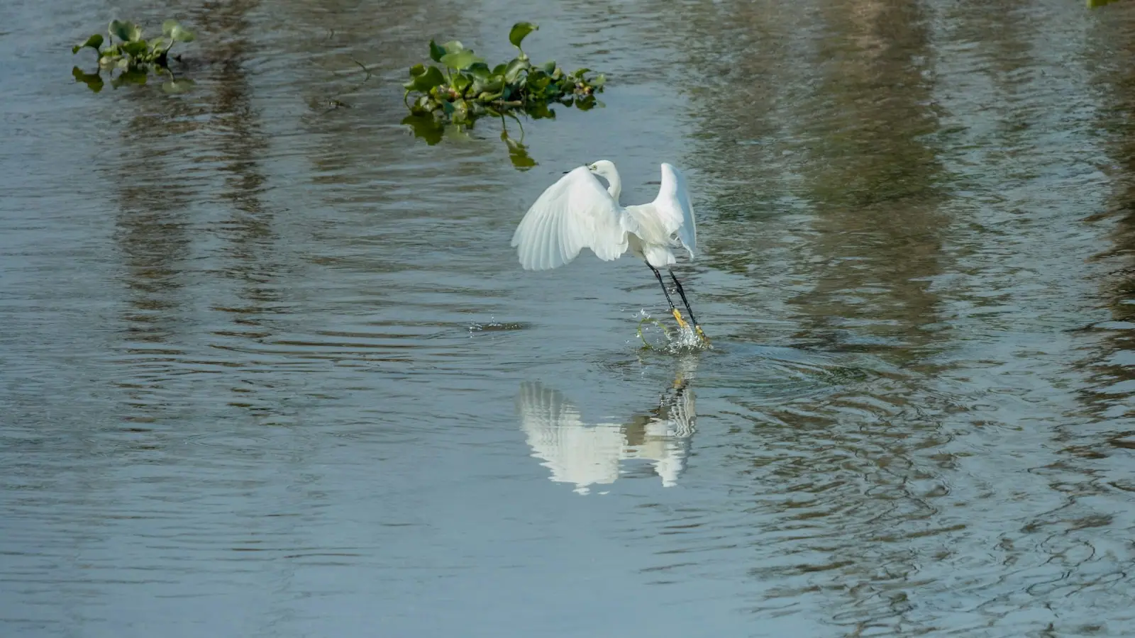 A great egret lifting off the surface of shallow water with its wings spread